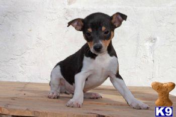 Smooth Fox Terrier Puppies for Sale